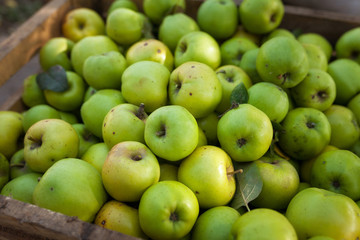 Green apples in box
