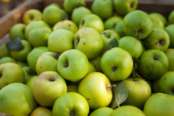 Green apples in box