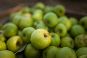 Green apples in box