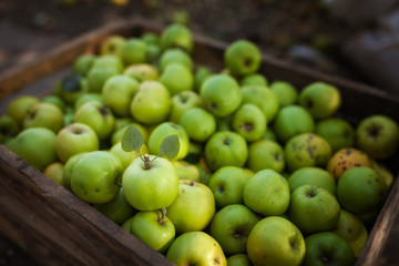 Green apples in box