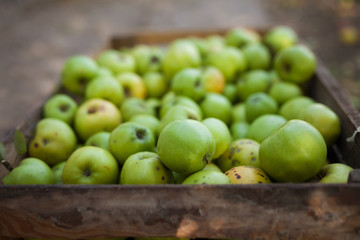 Green apples in box