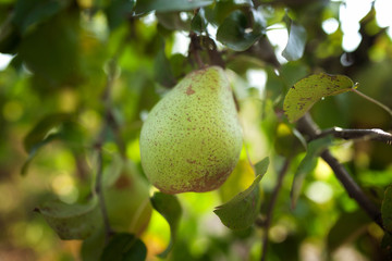 Green pear on the branch