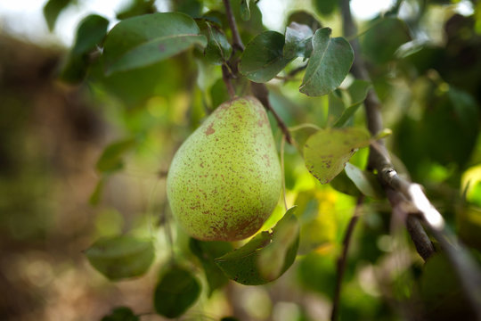 Green pear on the branch