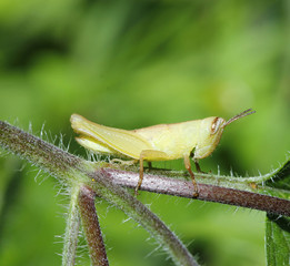 close up grasshopper