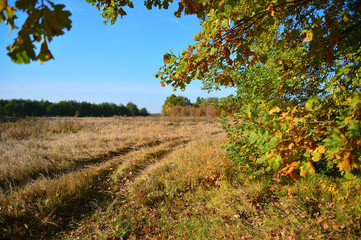 Fototapeta premium View autumn meadow and a dirt road through the branches of a tre