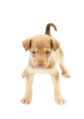 cute puppy standing uncertainly on all fours on a white backgrou