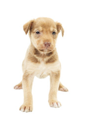 cute puppy isolated on white background