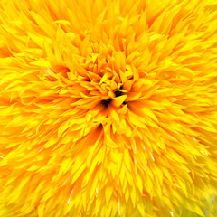 decorative sunflower