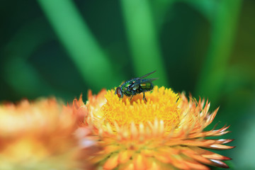 green fly on a flower