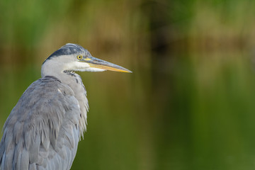 Close up of a Grey Heron (Ardea cinerea)
