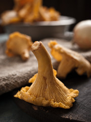 Chanterelle mushrooms close-up