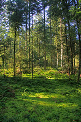 wald