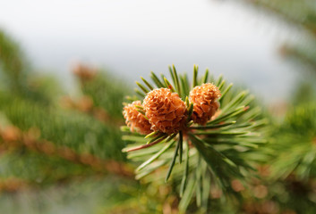 Coniferous branch