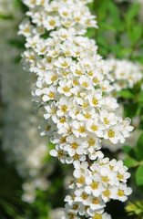 Small white flowers