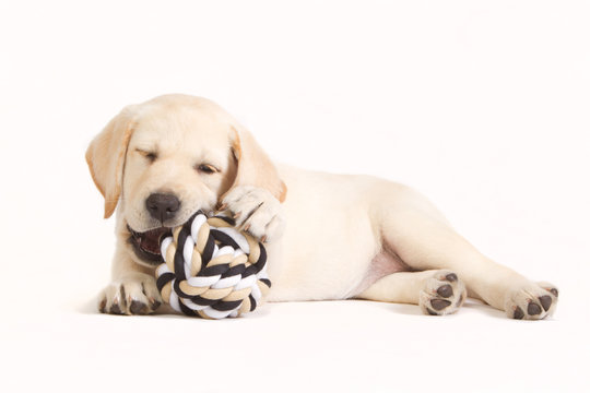 Labrador puppy biting in a ball