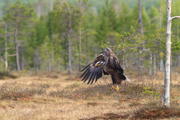 White-tailed Eagle