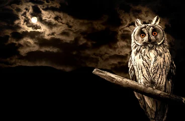 Fotobehang owl and full moon halloween abstract background © vician_petar