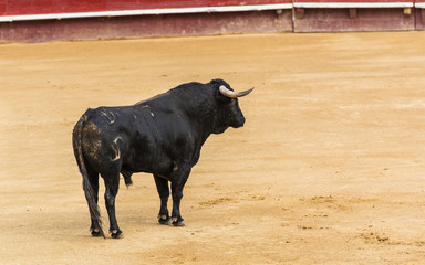 Toro Bravo Español en la Plaza de Toros