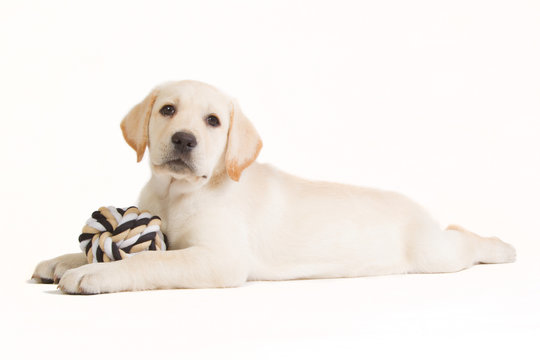 Labrador puppy with a beige ball