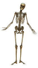 Human Skeleton