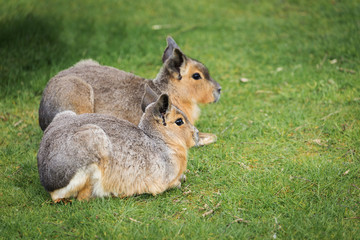 Obraz premium Hares on a meadow