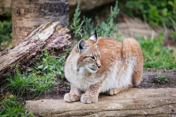 Elegant lynx
