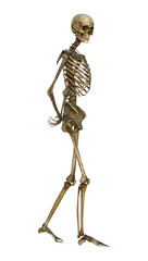 Human Skeleton