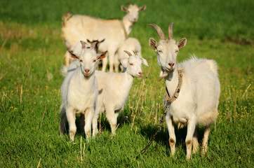 Goat family in a green field