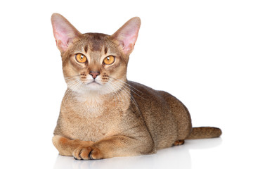 Abyssinian cat
