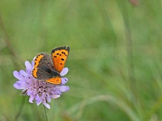 Kleiner Feuerfalter (Lycaena phlaeas) auf Tauben-Skabiose