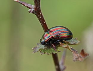 Regenbogen-Blattkäfer (Chrysolina cerealis) auf Weißdorn