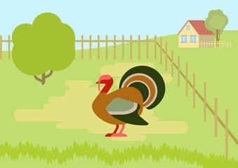 Turkey farm courtyard flat cartoon vector wild animals birds
