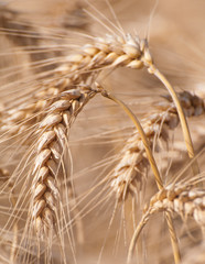Grain ears closeup