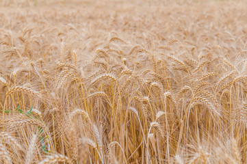 Grain field