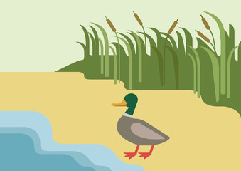 Drake duck river flat cartoon vector farm wild animal bird