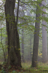 Old oaks in autumnal misty forest