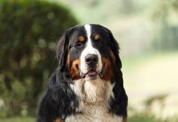 Bernese mountain dog.