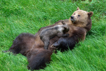 Fototapeta premium Braunbärweibchen (ursus arctos) säugt ihr Junges