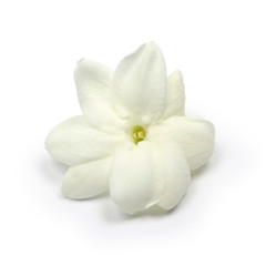 Naklejka na ściany i meble arabian jasmine, jasmine tea flower, close up