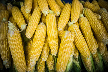 Grains of ripe corn.Raw corn, Fresh corn.