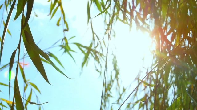 Glare of the sun in a willow