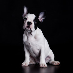 Puppy of french bulldog on black background