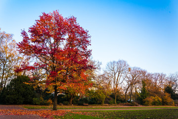 Autumn landscape.  Beautiful autumn fores