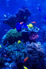 tropical fishes meet in blue coral reef sea water aquarium . Und