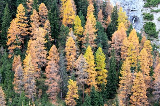 Herbstwald L&auml;rchen