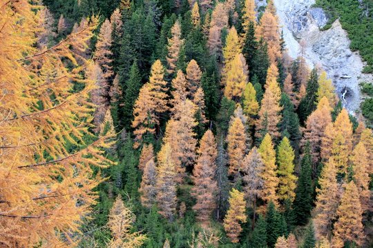 Herbstwald L&auml;rchen