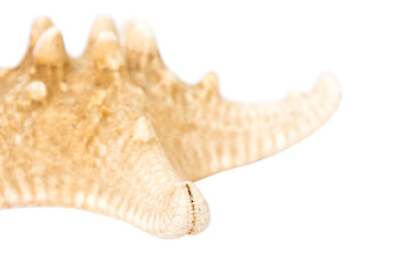 Sea Star Isolated On White