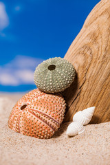 Sea shells on sand and blue sky