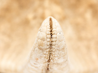Sea Star Arm Close Up