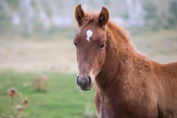 Fototapeta premium foal grazing
